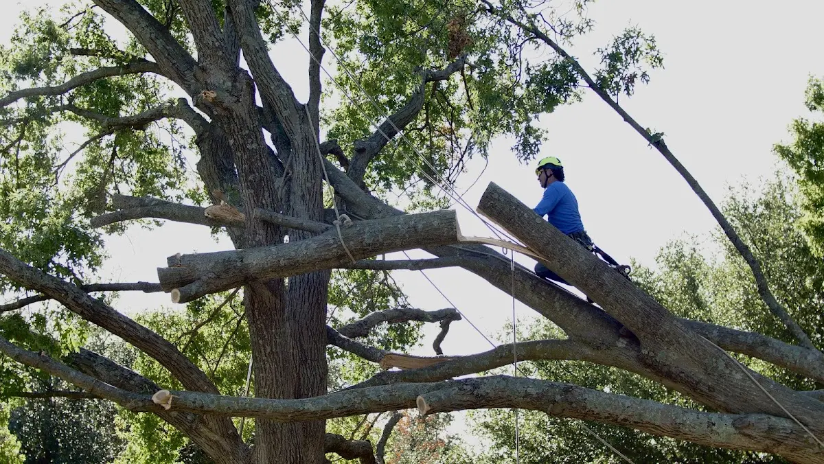 Professional Crown Thinning performed by certified arborists in Pierron